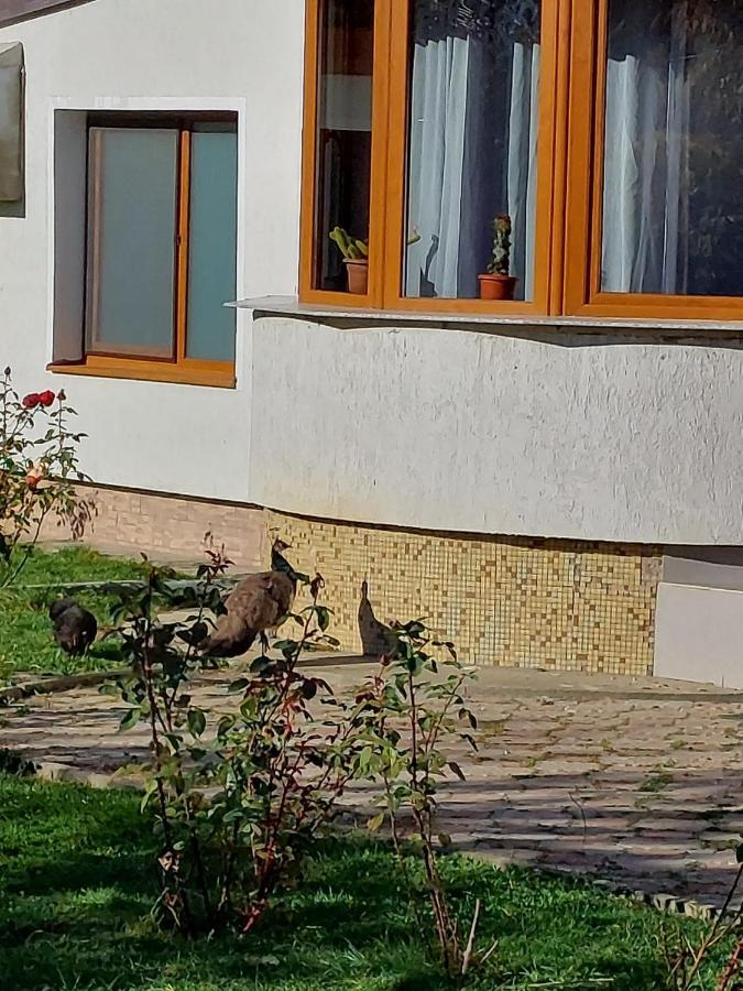 Pensiunea Vera Rîşnov Kültér fotó